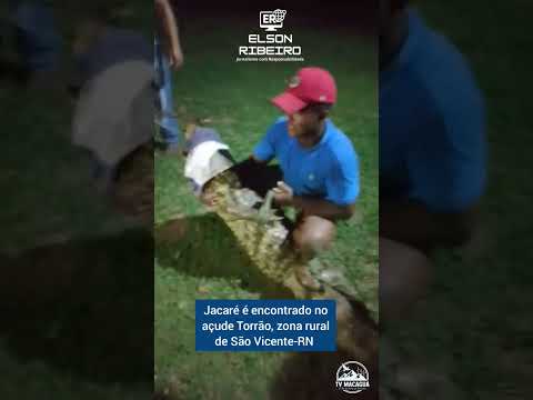 Jacaré é capturado no açude Torrão em São Vicente-RN