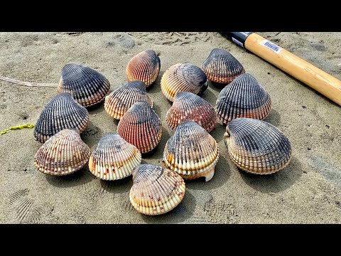 Oregon Coast Clamming and Poke Poling Part 1: Cockles...