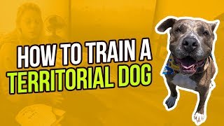 HOW TO TRAIN A TERRITORIAL DOG