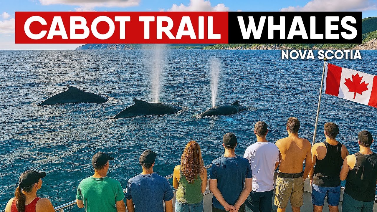 Whale Watching, Pleasant Bay
