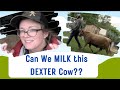 Can we Milk this Dexter Cow?? Training Begins! Pt. 1