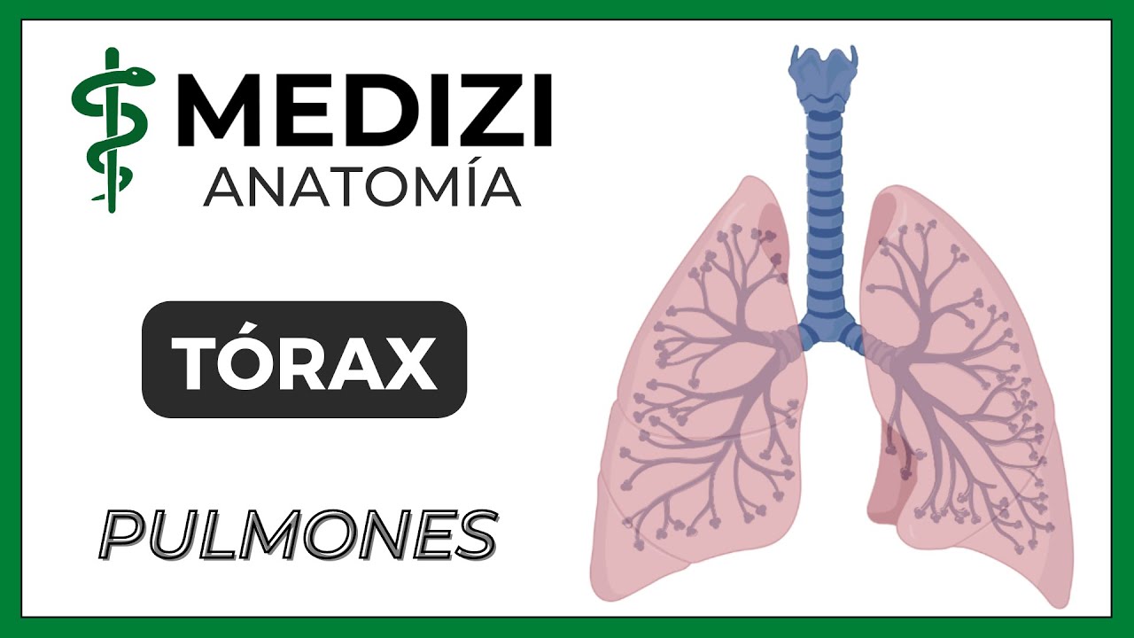Anatomía del Tórax - Pulmones