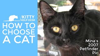 How to Choose a Cat - Adopting for Success!