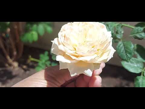 Masora Rose - Teizo Yoshiike - Japan - India ( Shrub Rose - 1ST Blooming Update ) #rose #flowers