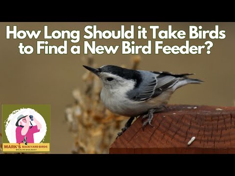 How Long Should it Take Birds to Find a New Feeder?