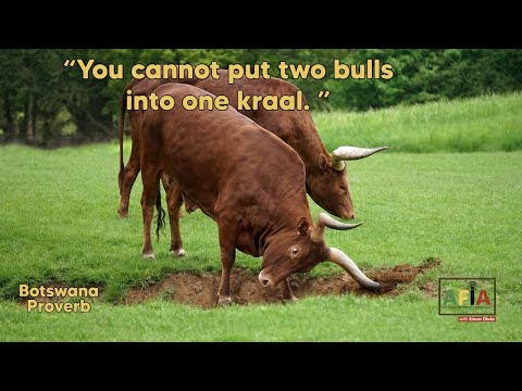 You cannot put two bulls into one kraal | AFIAPodcast