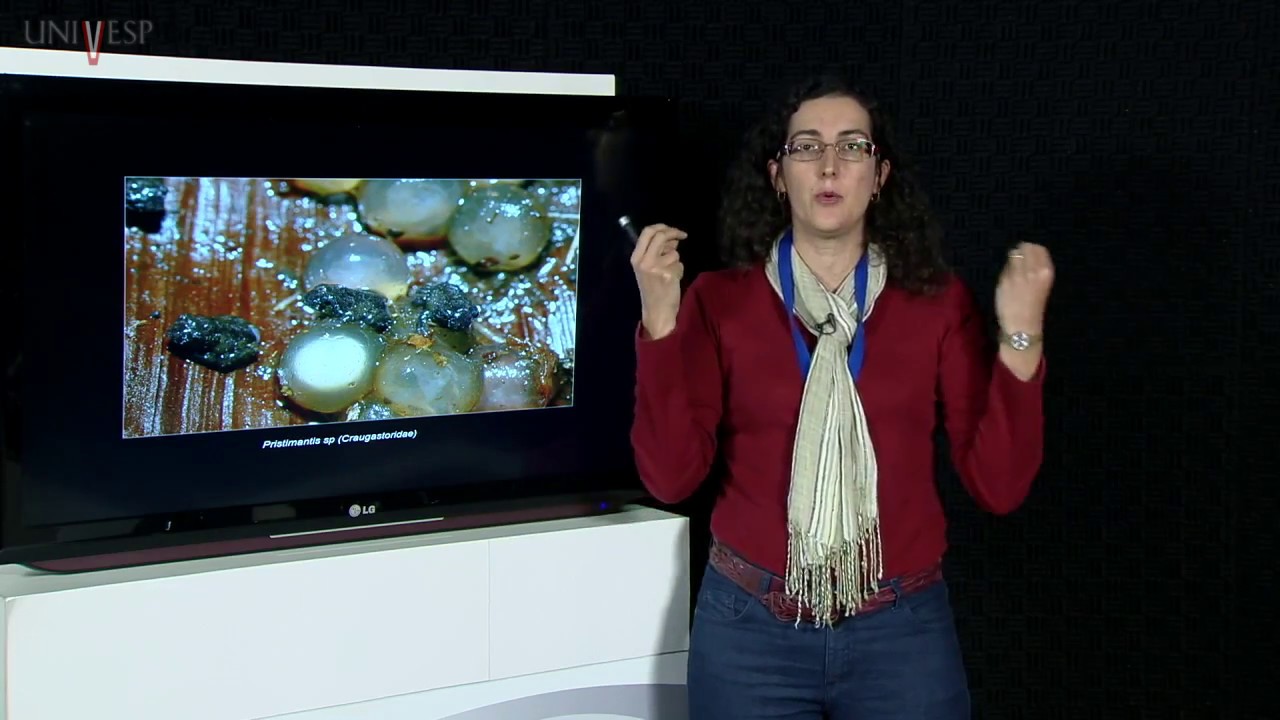 Zoologia dos Vertebrados - Aula 10 - Anfíbios