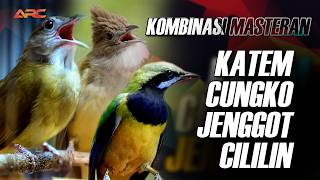 Download lagu JENGGOT  - CUNGKOK - KAPAS TEMBAK - CILILIN ! !! MASTERAN WAJIB UNTUK JUARA DILAPANGAN mp3