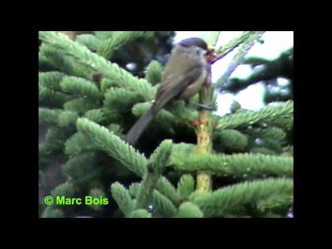 download lagu mp3 mp4 Mésange à Tête Brune, download lagu Mésange à Tête Brune gratis, unduh video klip Download Mésange à Tête Brune Mp3 dan Mp4 Unlimited Gratis