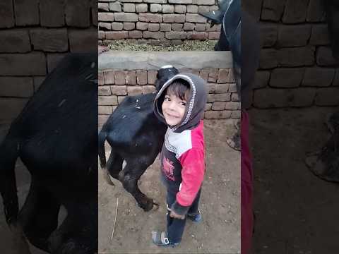 burhan k kam #shortvideo #ytshort #youtubeshorts