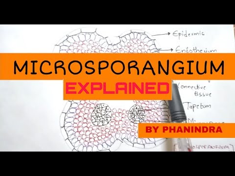 GLYCOLYSIS OR EMP PATHWAY BY PHANINDRA GUPTHA