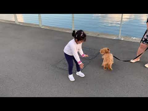Aritri playing with Dog