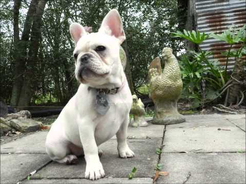 My Dogs Eddie,Bella,& FiFi