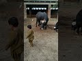Baby & Buffalo
