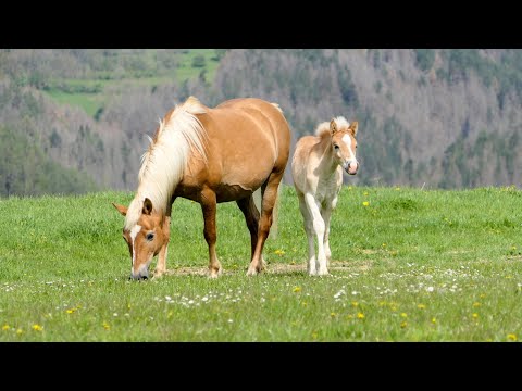 Haflinger Weideaustrieb in Meura am 28.04.2024