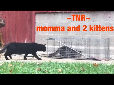 Cat trapping videos for TNR -Trapping feral cats ~ momma and 2 kittens TNR