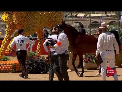 N.126 ARIA TRESOR IA - MENTON 2017 - Stallions 7 years old and above (Class 10)