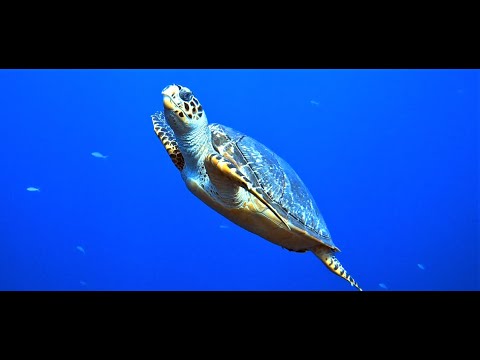 Cozumel (Mexico) scuba diving 2022, over 60 min of underwater scenery with relaxing music
