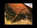 Malaysia Man Lives With 6000 Scorpions For 21 Days