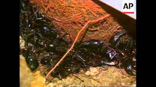 Download lagu Malaysia-Man lives with 6000 scorpions for 21 days mp3