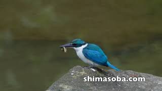 ナンヨウショウビン年越して滞在3カ月(動画あり)