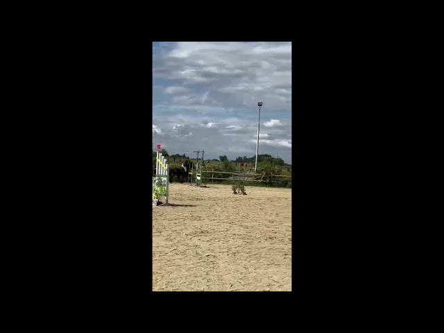 Dekhengst Connemara Te koop 2019 Donker bruin / bai