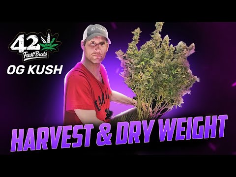 Harvest And Dry Weight For The OG Kush Autoflower Under The Spiderfarmer SF-2000