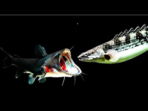 Catfish Vore