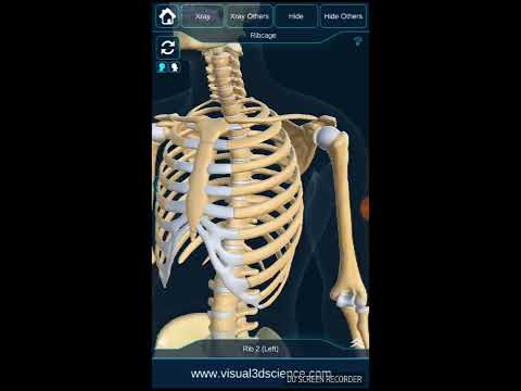 My Skeleton Anatomy