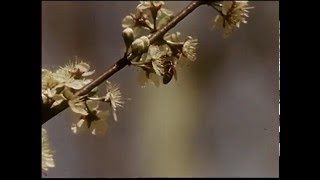 Fuchsia Butterflies Music Video