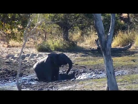 Djuma: One Elephant enjoys a mud wallow all by itself - 15:26 - 07/19/20