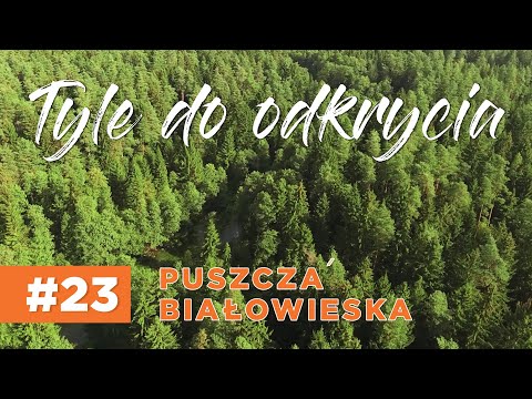 TYLE DO ODKRYCIA... #23 Puszcza Białowieska