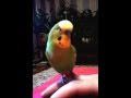 Говорящий попугай Арчи-красавчик Рюрикович! 