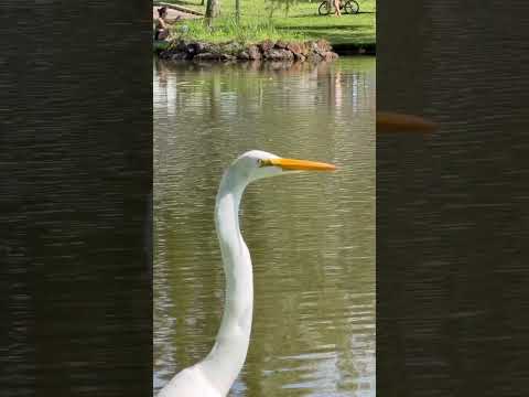 Conheça praça do lago em Pinhalzinho em Santa Catarina.