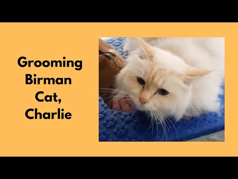 Grooming A Birman Cat
