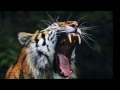 Tigre rugido - Tiger's roar sound - high quality - the best