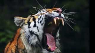 Tigre rugido - Tigers roar sound - high quality - 