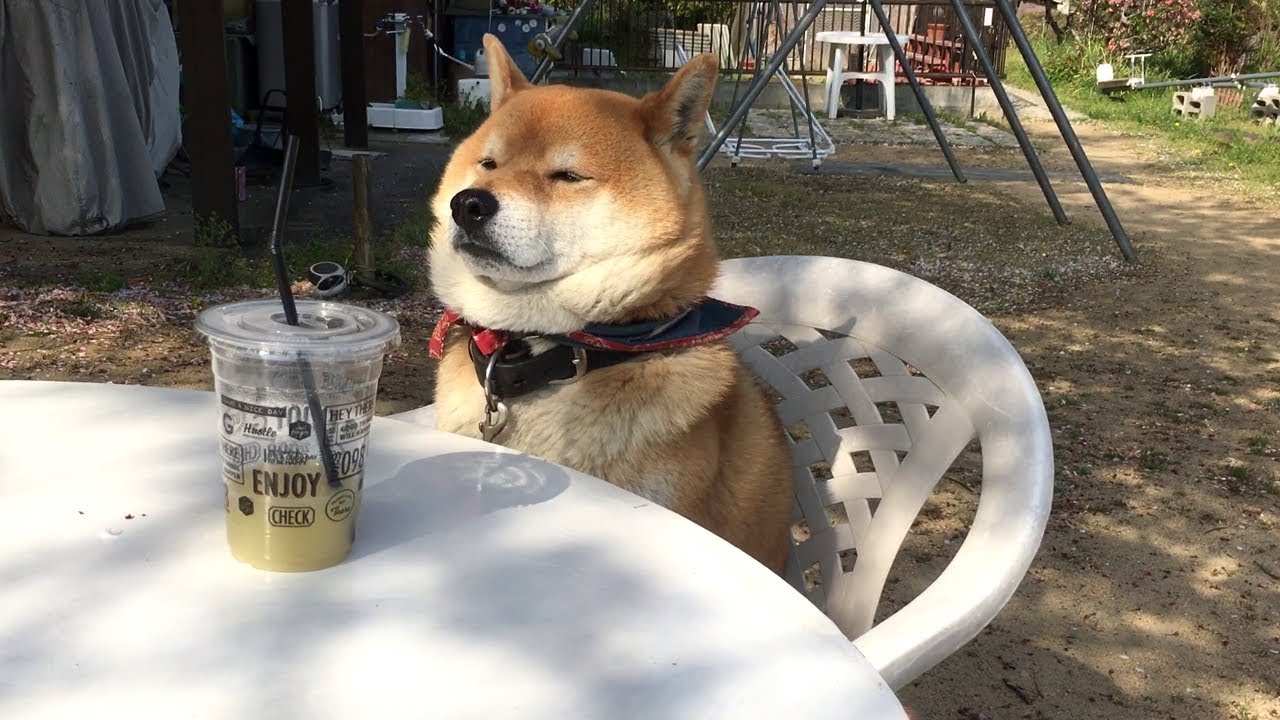 飼い主とのお茶会がつまらな過ぎて居眠りをごまかす柴犬 Shibe is trying to stay awake at the boring tea party.
