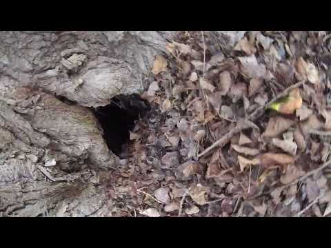 Szkíta technológia 2.rész HETED HÉT ORSZÁG ÉLET FÁJA