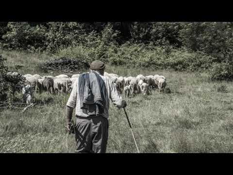 BATUTA KOLO - ACA PANDUREVIĆ (VlaškiMelos)