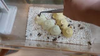 Ang  Alaga kong Palaka#update