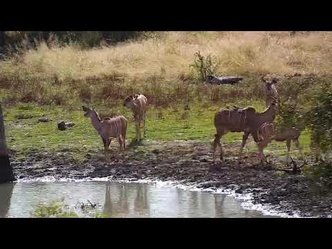 Djuma: Kudus and Nyalas - 12:07 - 06/30/20