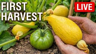 What We're Harvesting NOW + What You Can STILL Plant - Garden Update