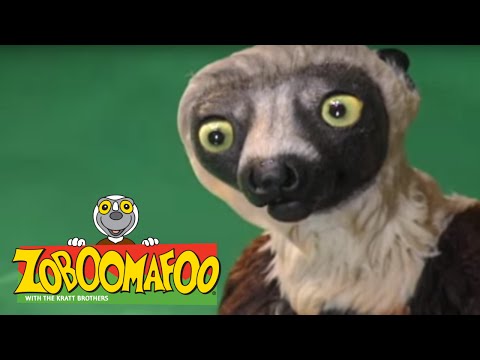 Zoboomafoo 218 - Buddies (Full Episode)