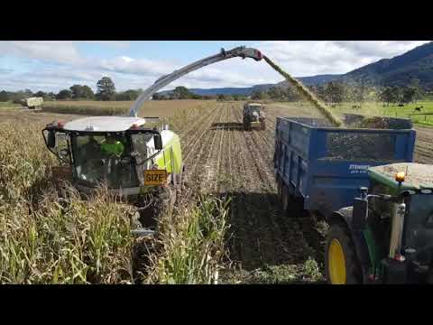Stewart Trailers | Winter Corn Silage Harvest. Temora NSW