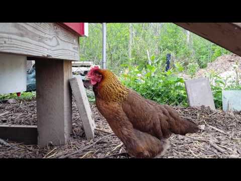 Egg Bound Chicken