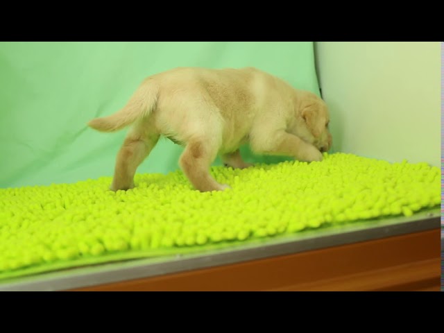 ブリーダー/ショップマロニエケンネル　MARRONNIER KENNELのラブラドール・レトリーバーで番号が2807です