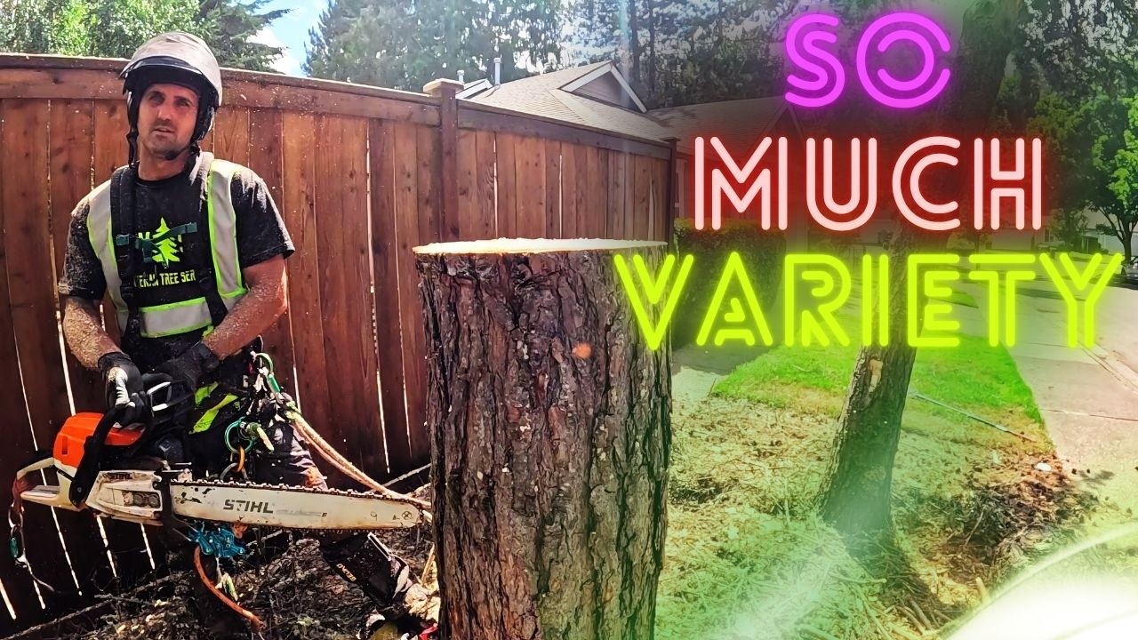 Why We Do Tree Work. You Never Know What To Expect.