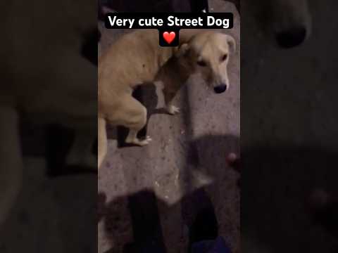 Ye street dog Ne 7 Days Se Kuch Nhi Khaya 😭🥹#trending #dog #minivlog #vlog #viral #streetdogpluto