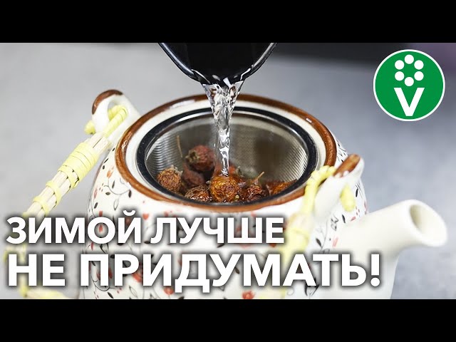 ШИПОВНИК СОХРАНИТ ВСЮ СВОЮ ПОЛЬЗУ, если учтете эти НЮАНСЫ приготовления